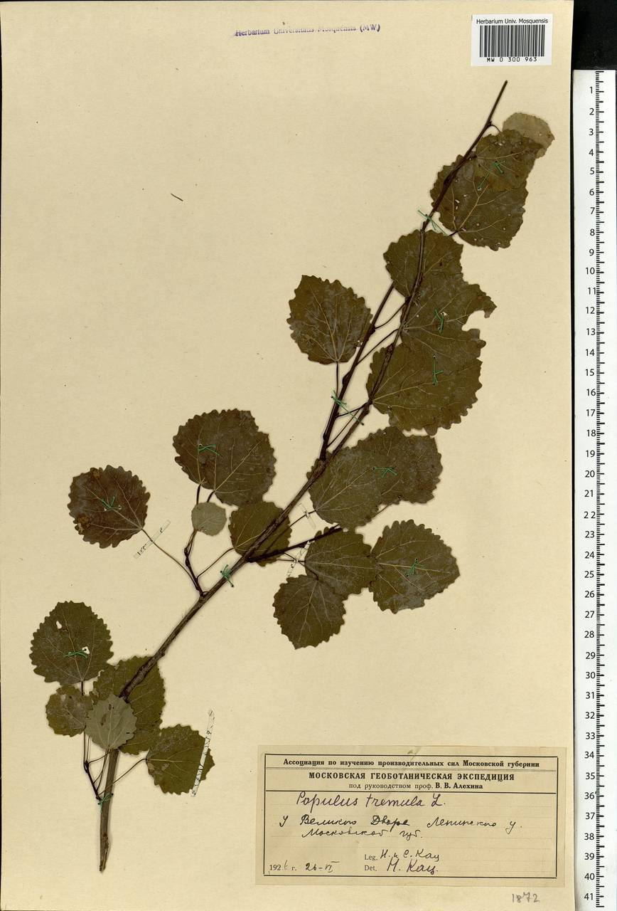 Populus tremula L., Eastern Europe, Moscow region (E4a) (Russia)