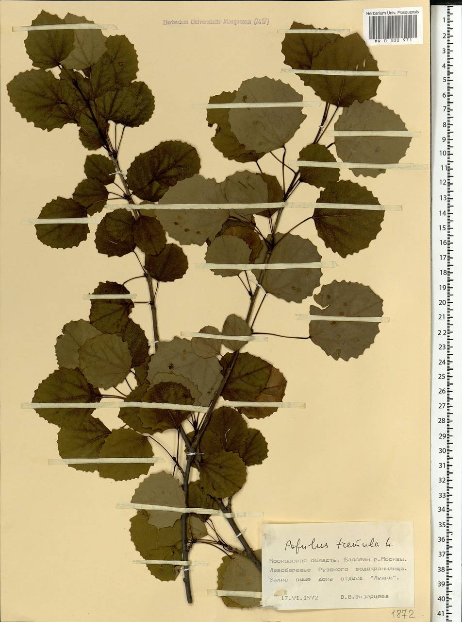 Populus tremula L., Eastern Europe, Moscow region (E4a) (Russia)