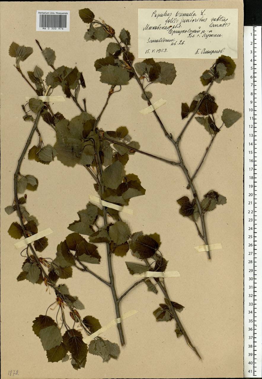 Populus tremula L., Eastern Europe, Moscow region (E4a) (Russia)