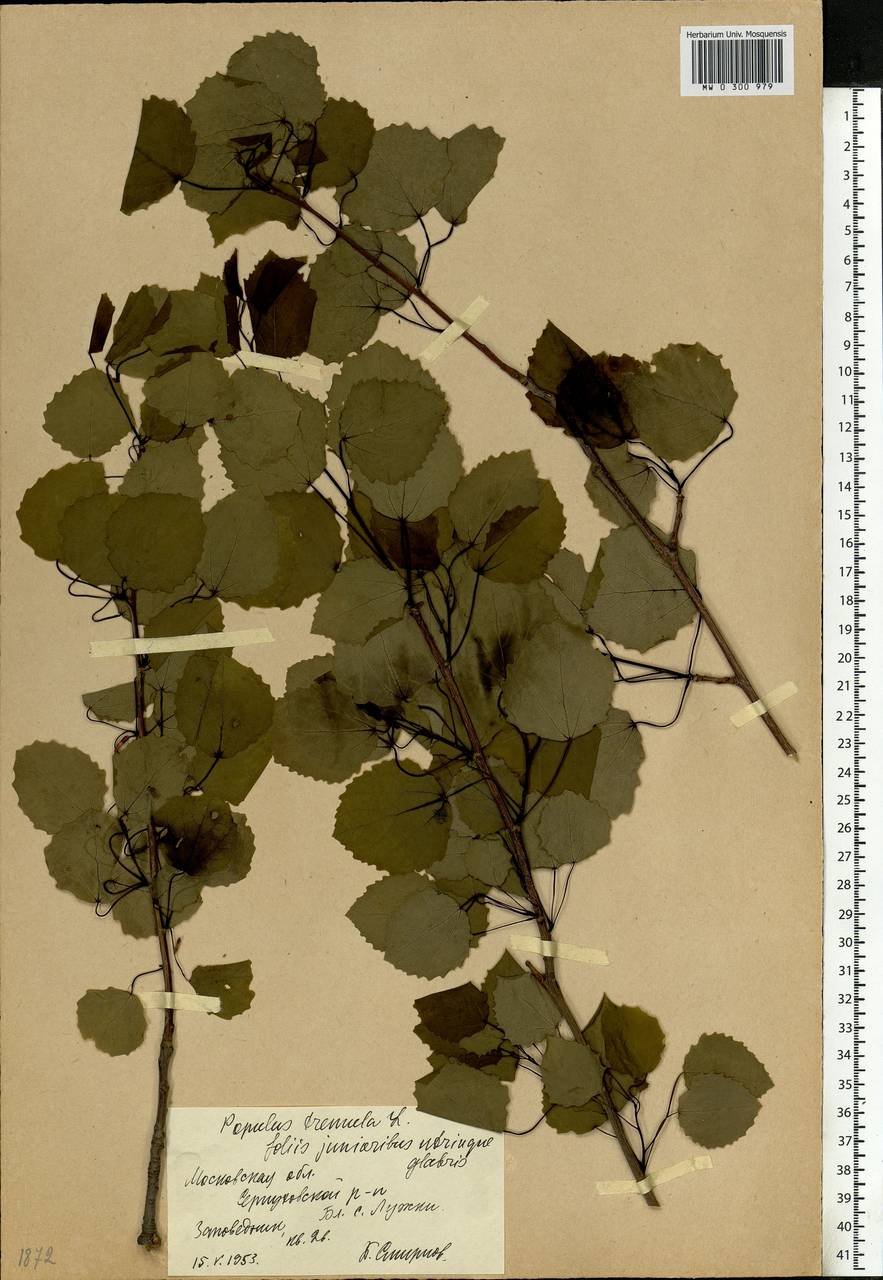Populus tremula L., Eastern Europe, Moscow region (E4a) (Russia)