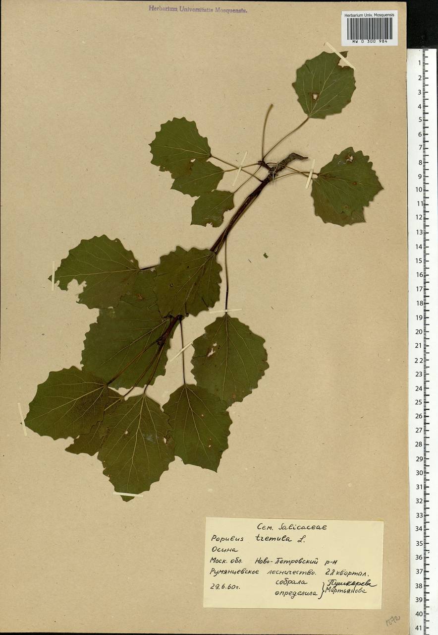 Populus tremula L., Eastern Europe, Moscow region (E4a) (Russia)