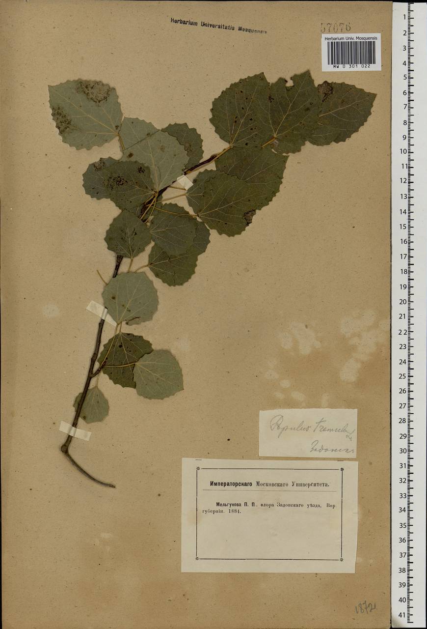 Populus tremula L., Eastern Europe, Central forest-and-steppe region (E6) (Russia)