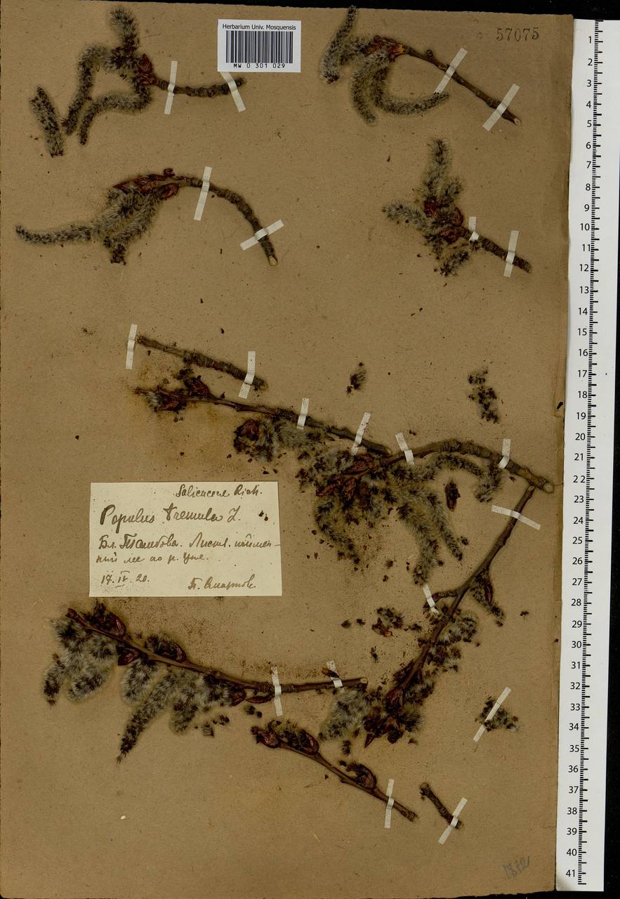Populus tremula L., Eastern Europe, Central forest-and-steppe region (E6) (Russia)