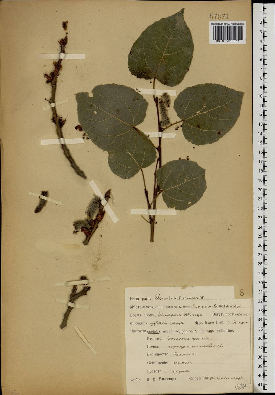 Populus tremula L., Eastern Europe, Central forest-and-steppe region (E6) (Russia)
