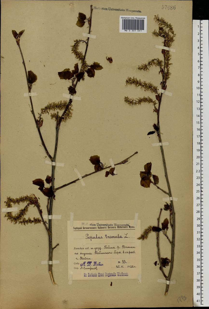Populus tremula L., Eastern Europe, Volga-Kama region (E7) (Russia)