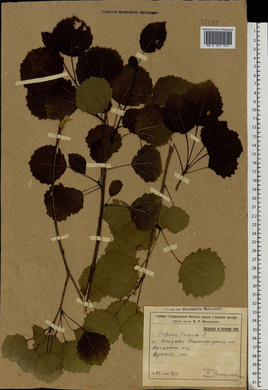 Populus tremula L., Eastern Europe, Volga-Kama region (E7) (Russia)