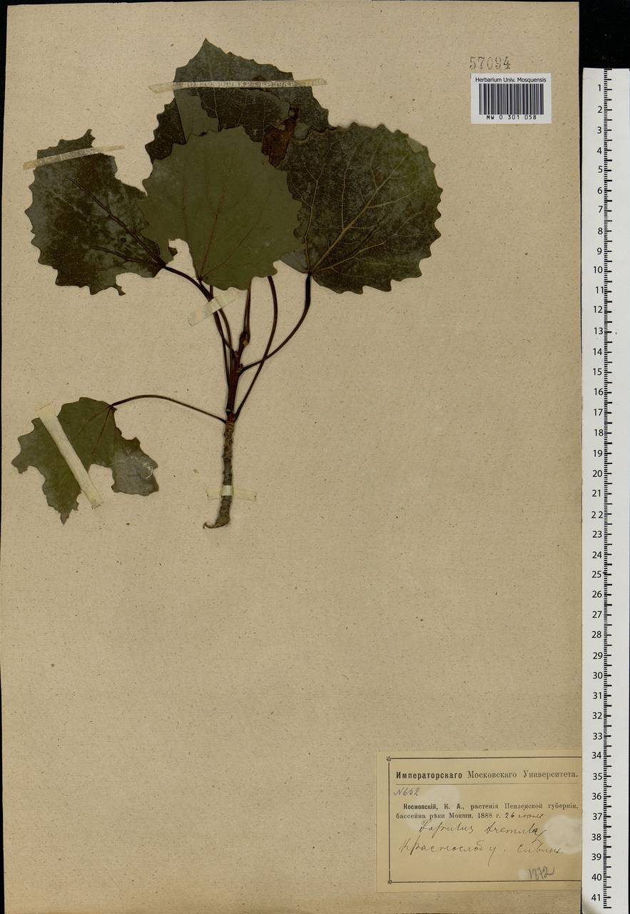 Populus tremula L., Eastern Europe, Middle Volga region (E8) (Russia)