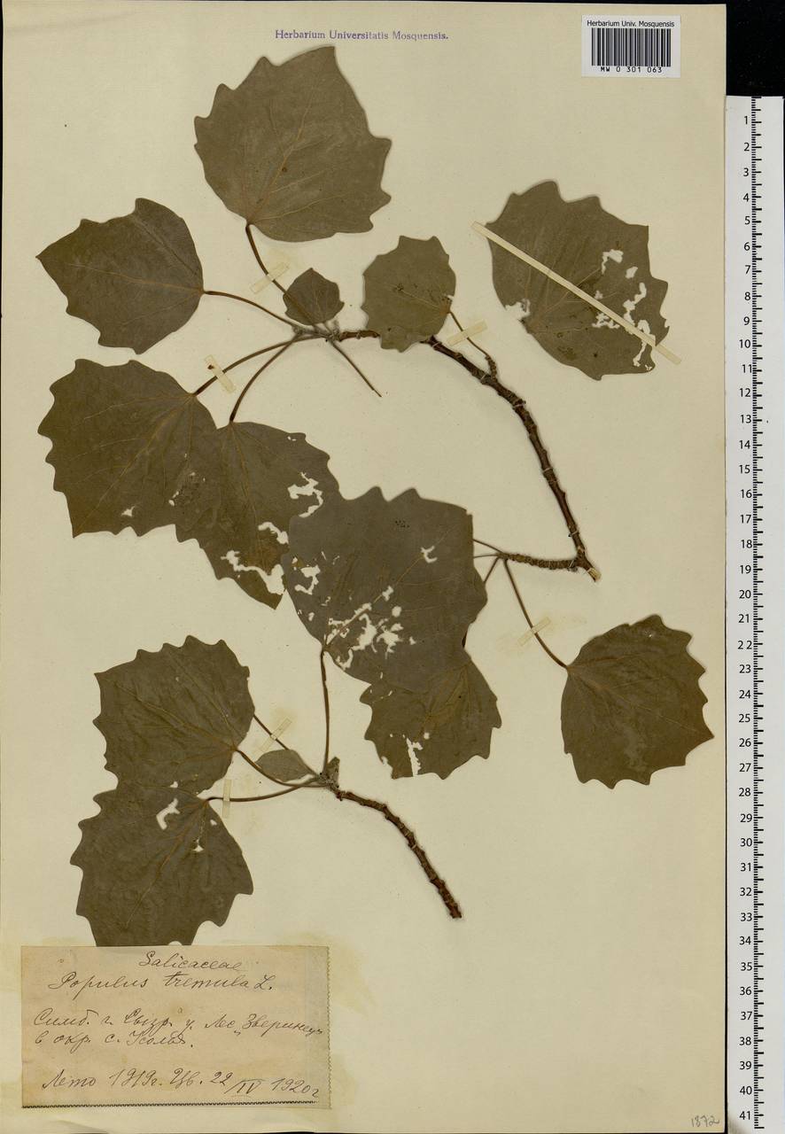 Populus tremula L., Eastern Europe, Middle Volga region (E8) (Russia)