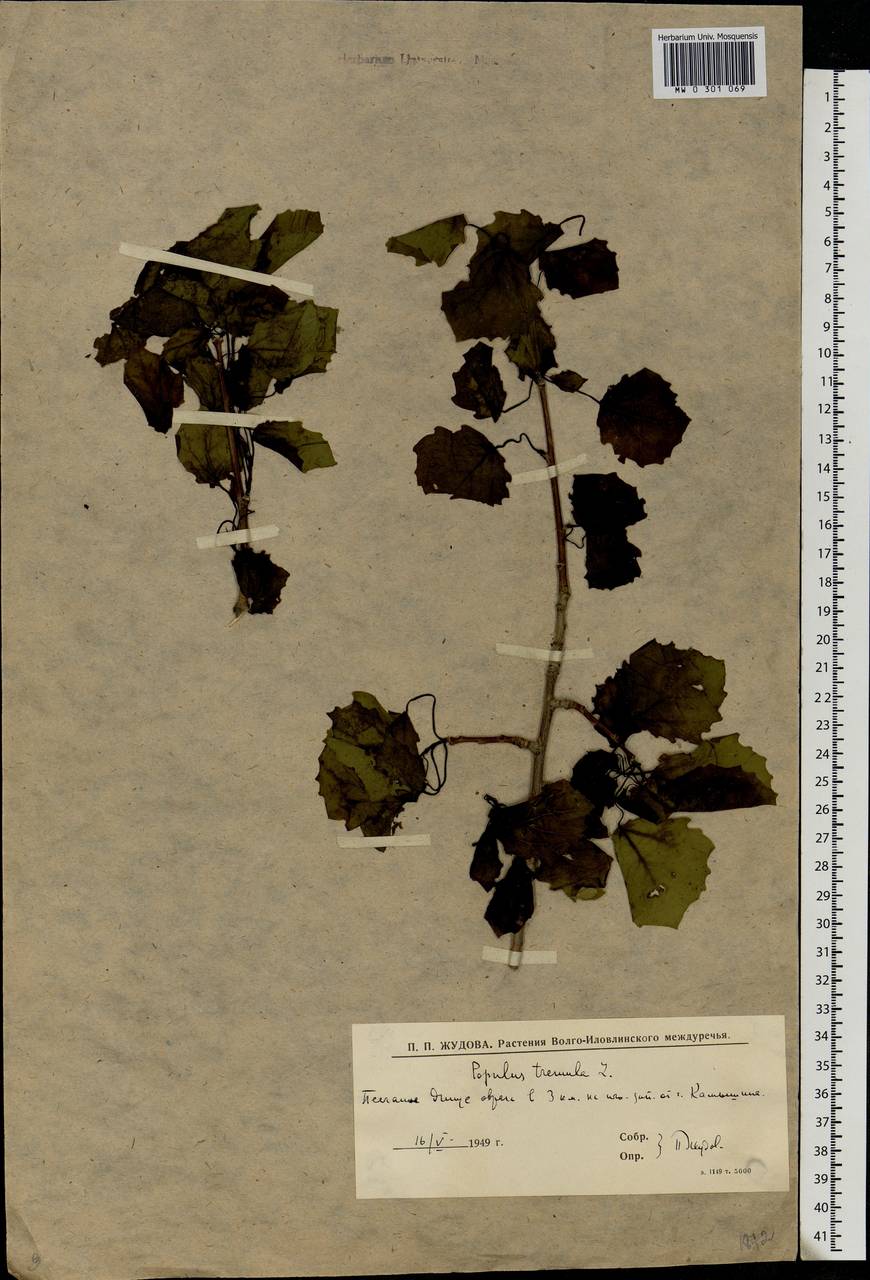 Populus tremula L., Eastern Europe, Lower Volga region (E9) (Russia)