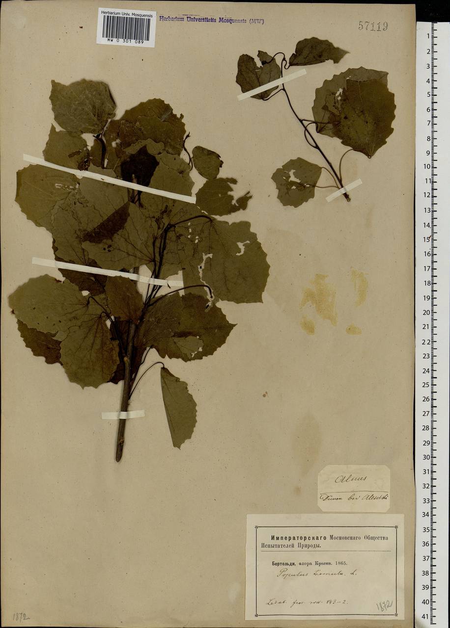 Populus tremula L., Eastern Europe, South Ukrainian region (E12) (Ukraine)