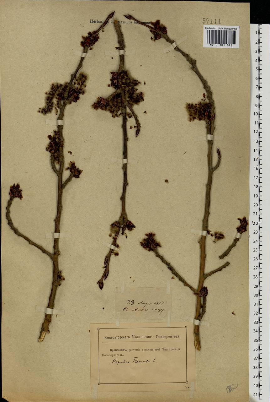 Populus tremula L., Eastern Europe, Rostov Oblast (E12a) (Russia)