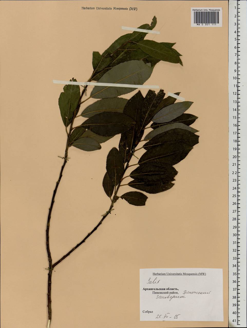 Salix, Eastern Europe, Northern region (E1) (Russia)