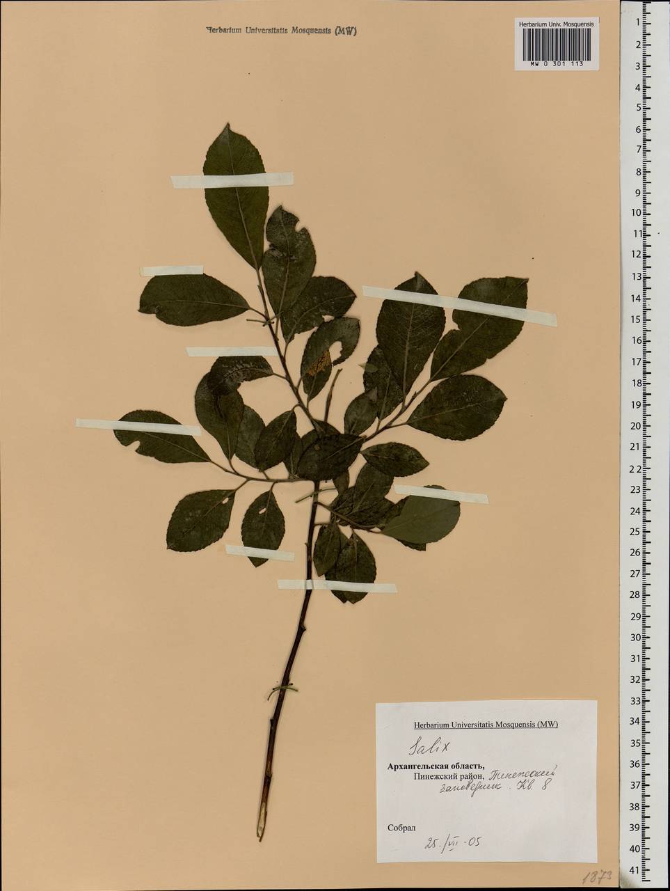 Salix, Eastern Europe, Northern region (E1) (Russia)
