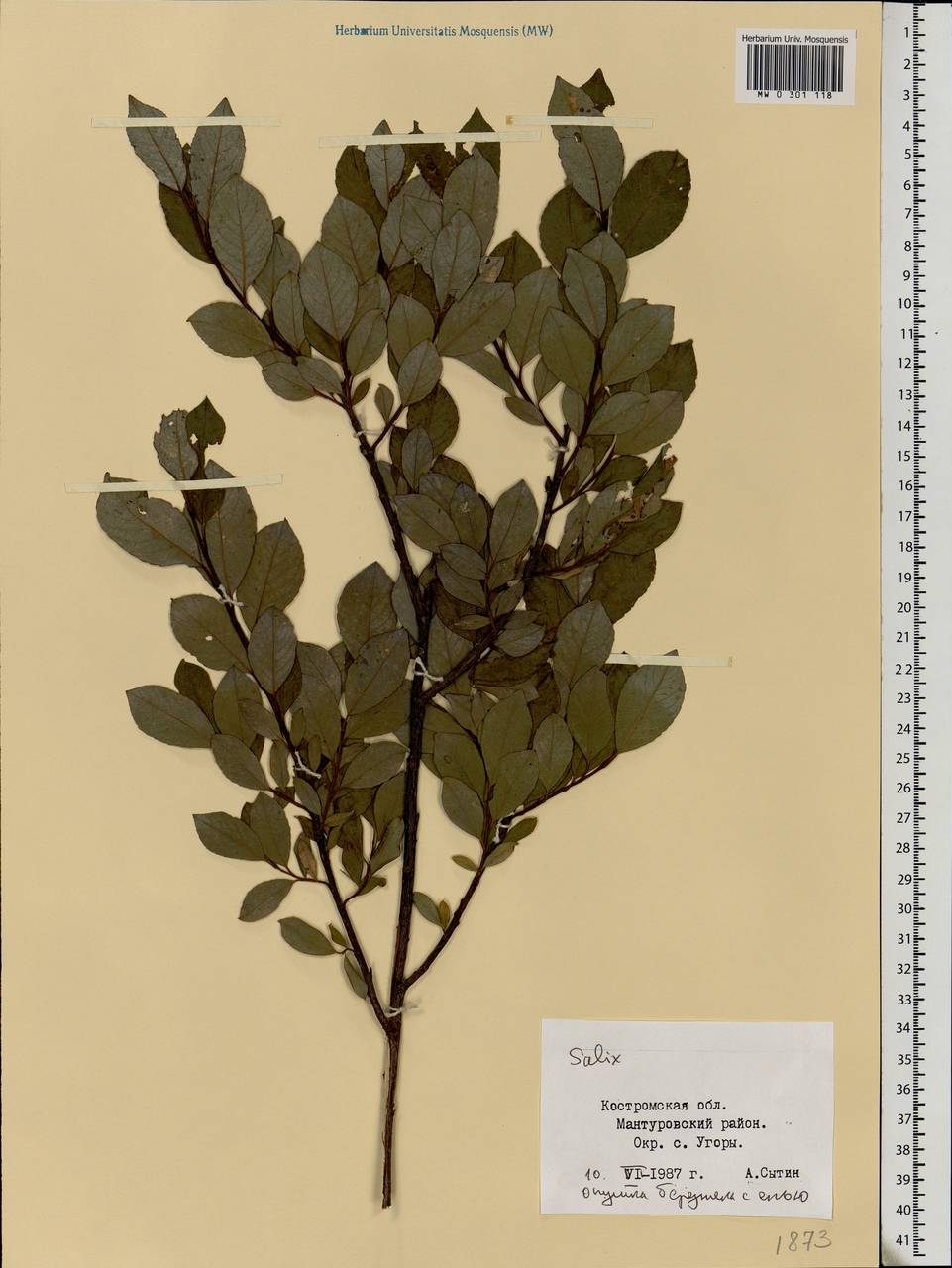 Salix, Eastern Europe, Central forest region (E5) (Russia)