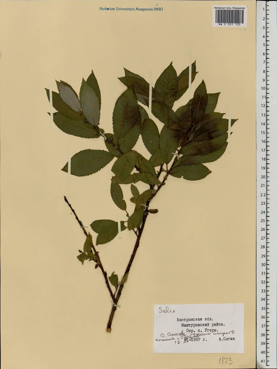 Salix, Eastern Europe, Central forest region (E5) (Russia)
