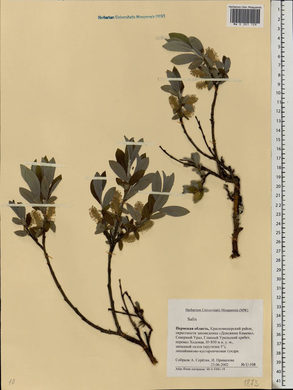 Salix, Eastern Europe, Eastern region (E10) (Russia)