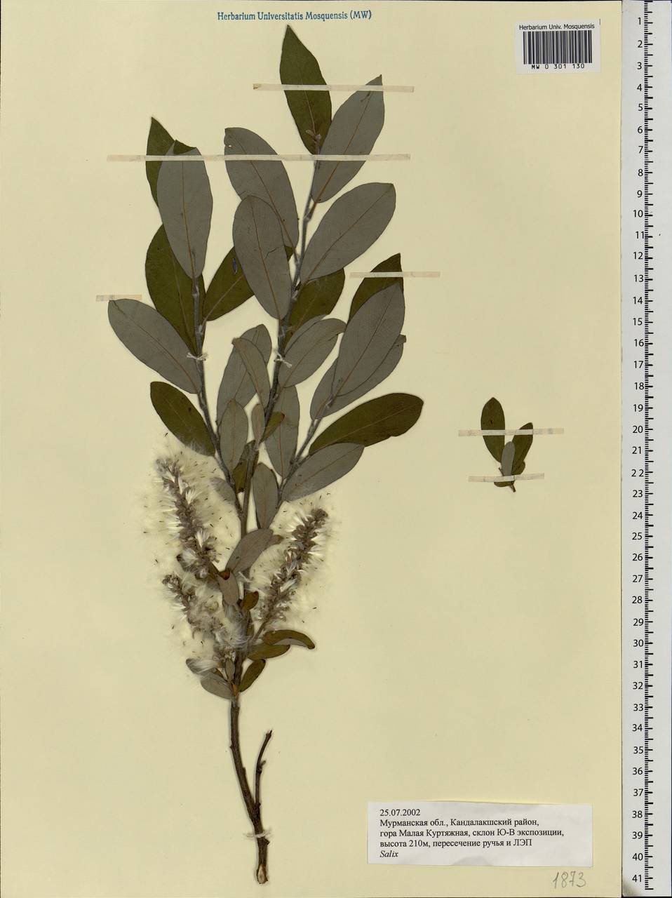 Salix, Eastern Europe, Northern region (E1) (Russia)