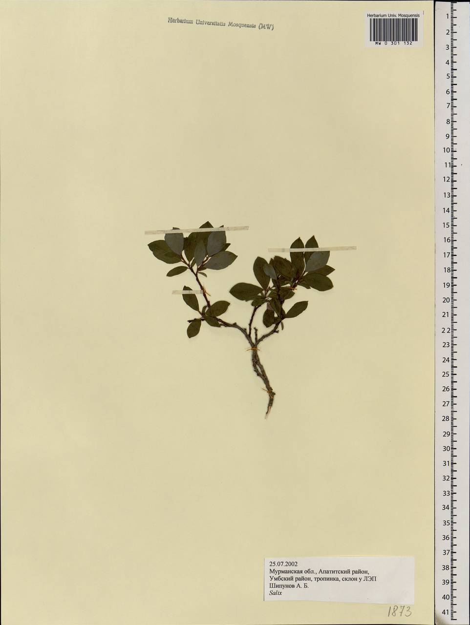 Salix, Eastern Europe, Northern region (E1) (Russia)