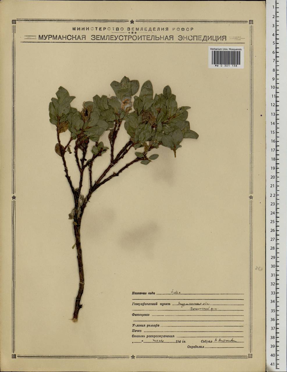 Salix, Eastern Europe, Northern region (E1) (Russia)