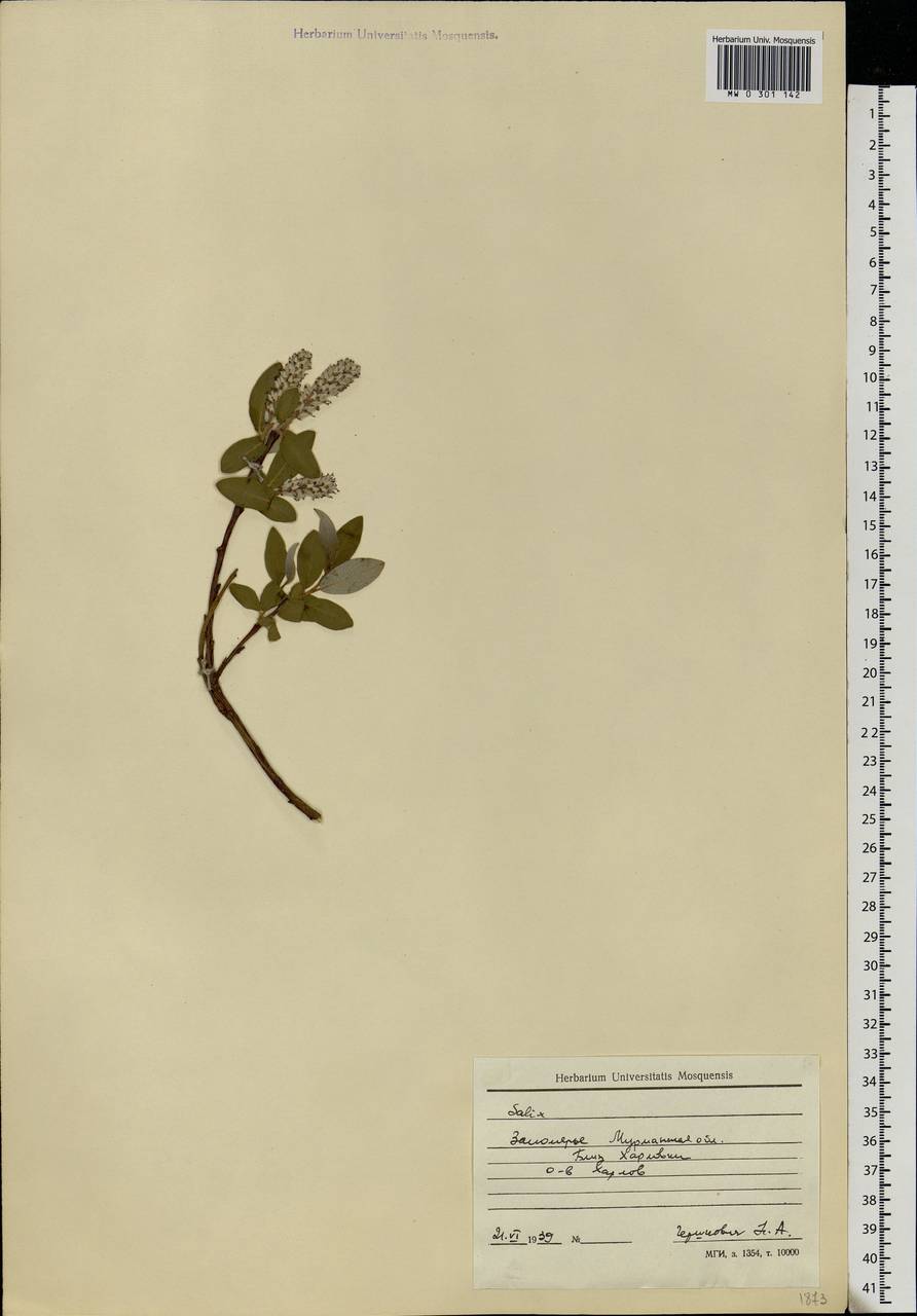 Salix, Eastern Europe, Northern region (E1) (Russia)