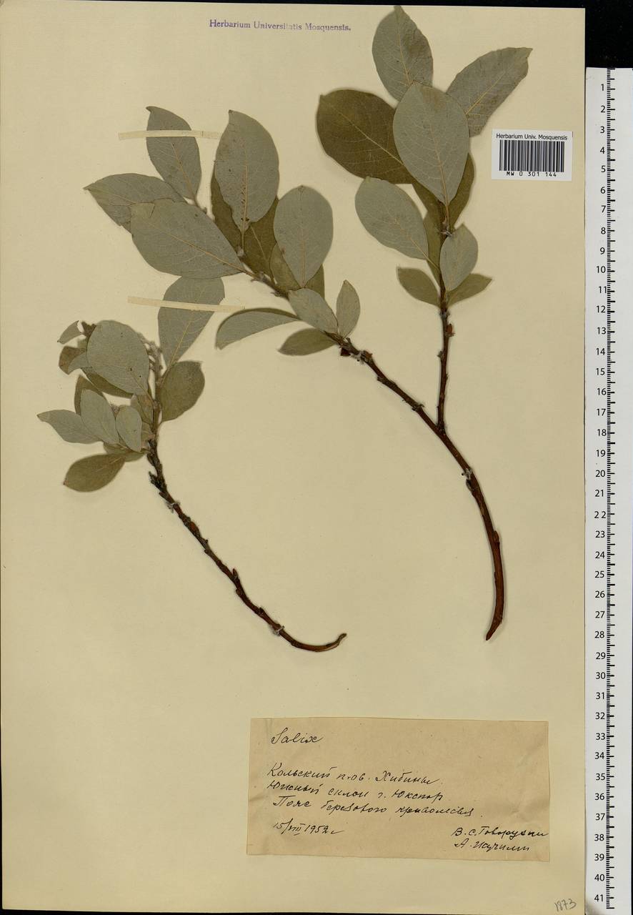 Salix, Eastern Europe, Northern region (E1) (Russia)
