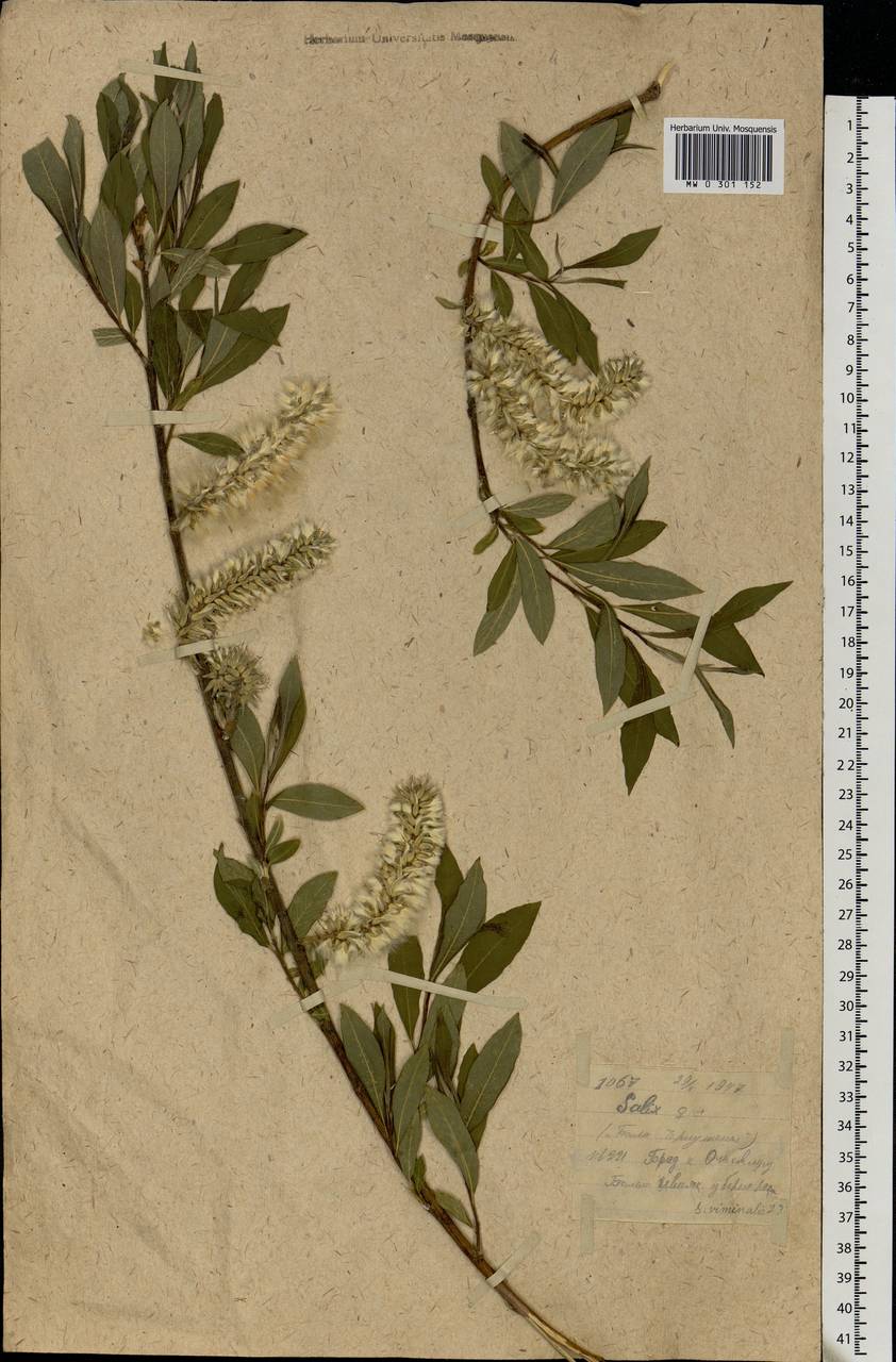 Salix, Eastern Europe, Moscow region (E4a) (Russia)