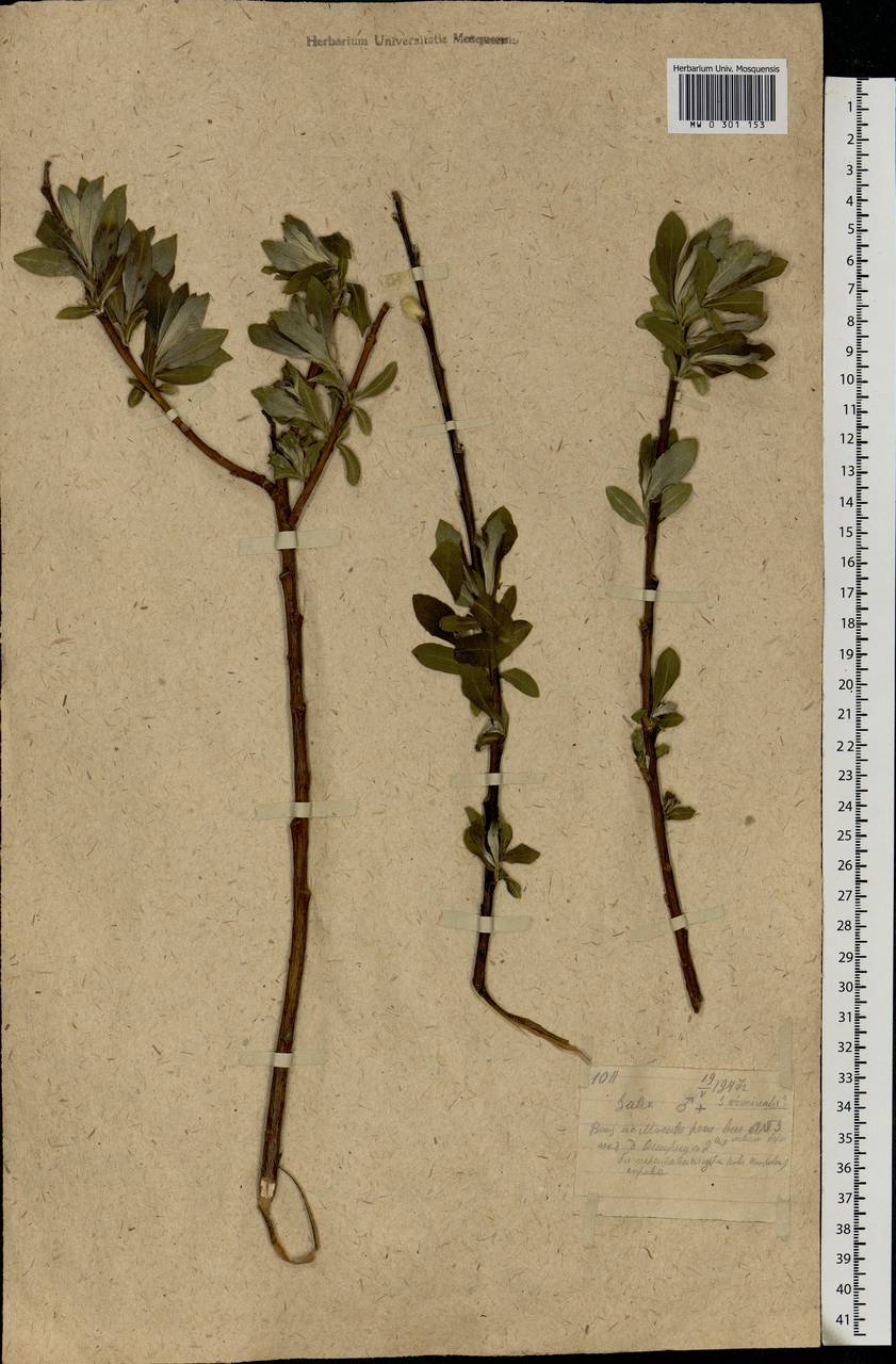Salix, Eastern Europe, Moscow region (E4a) (Russia)