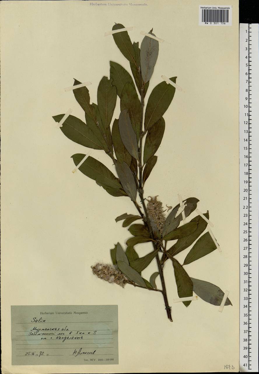 Salix, Eastern Europe, Northern region (E1) (Russia)