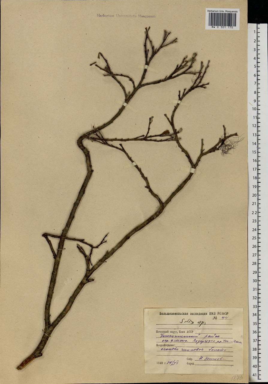 Salix, Eastern Europe, Northern region (E1) (Russia)
