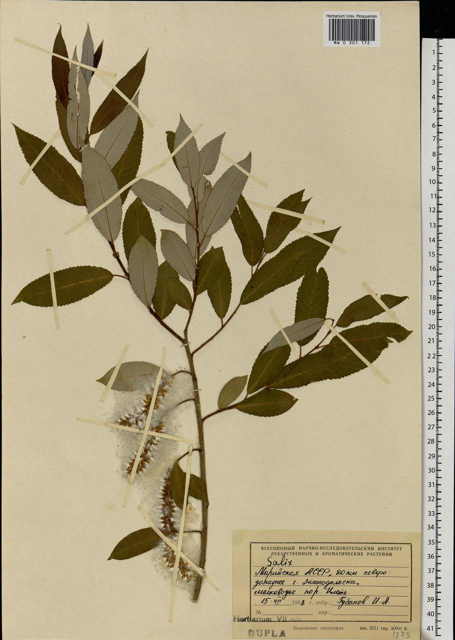 Salix, Eastern Europe, Middle Volga region (E8) (Russia)