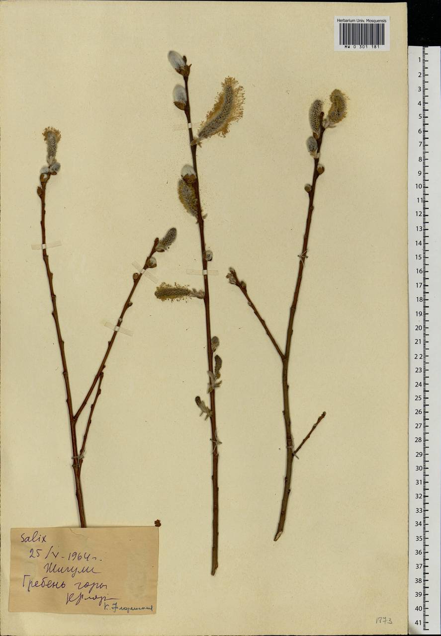Salix, Eastern Europe, Middle Volga region (E8) (Russia)
