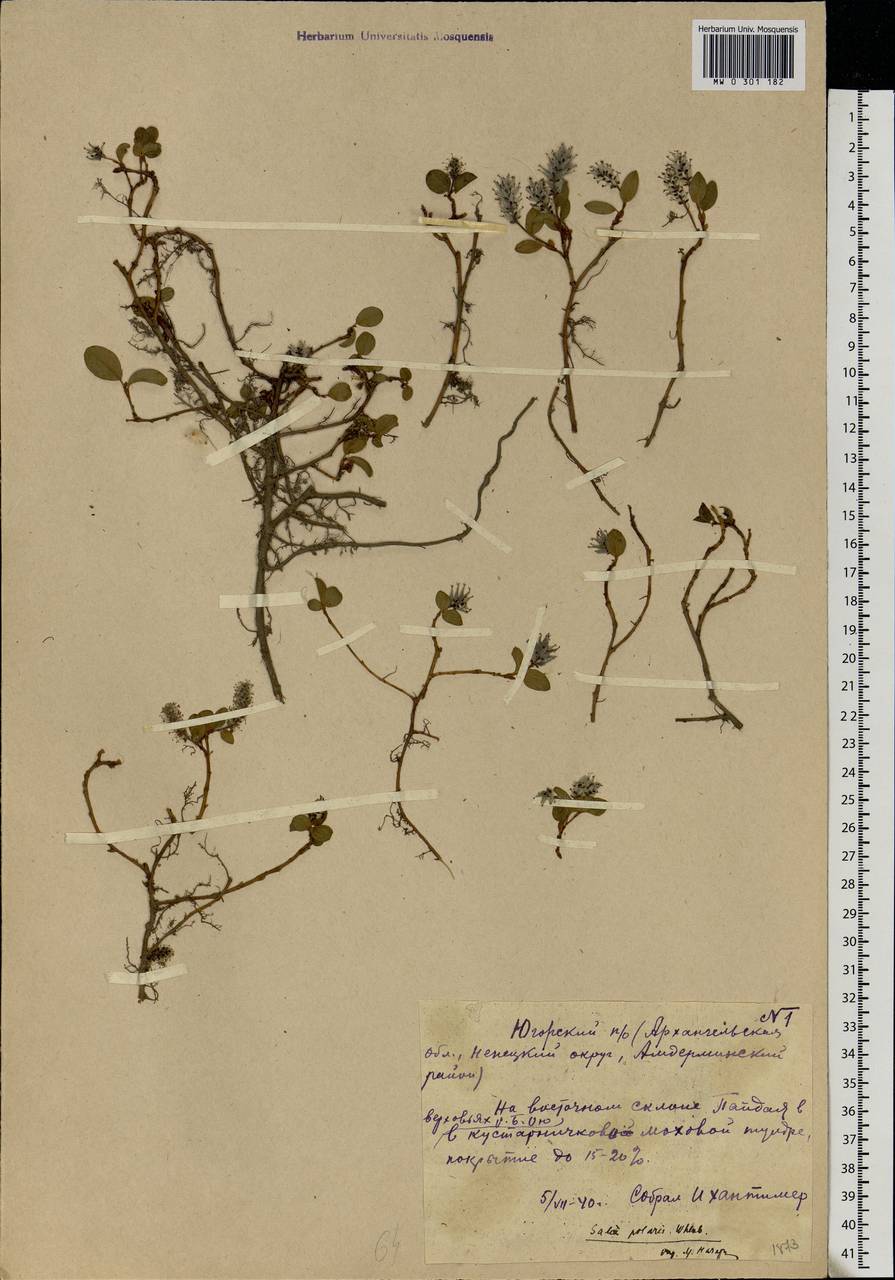 Salix polaris Wahlenb., Eastern Europe, Northern region (E1) (Russia)