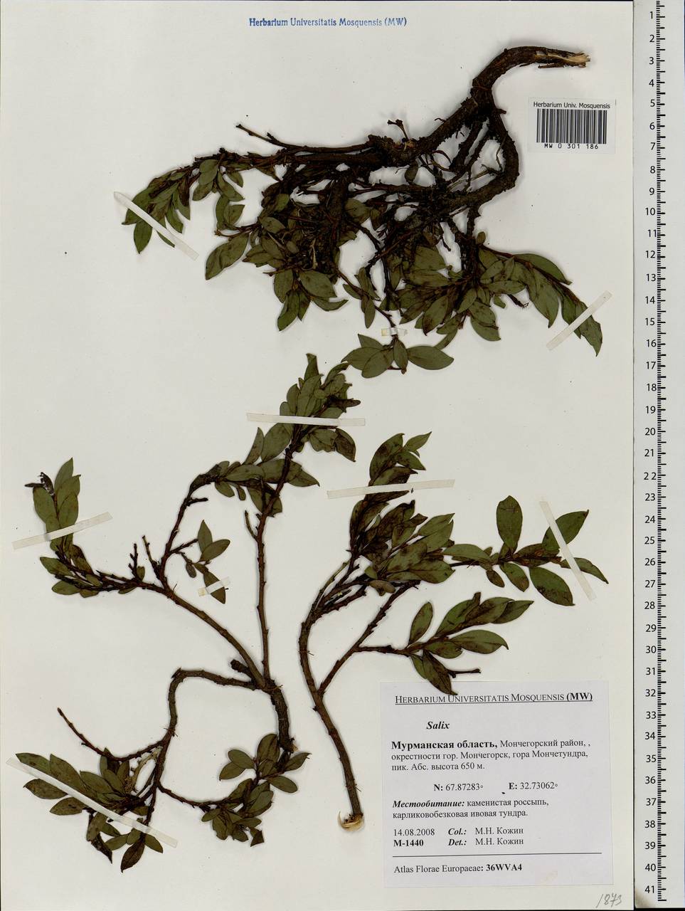 Salix, Eastern Europe, Northern region (E1) (Russia)