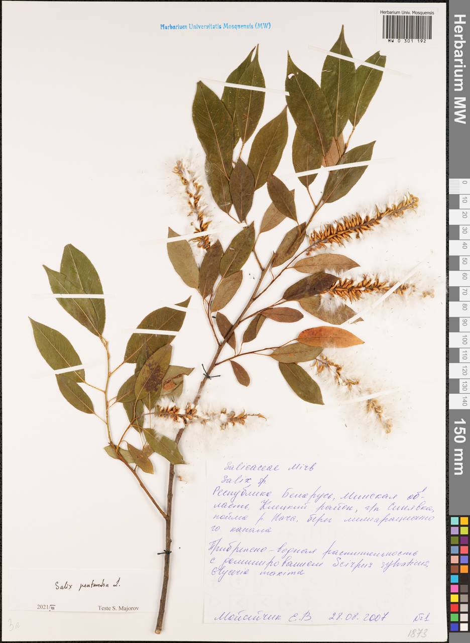 Salix pentandra L., Eastern Europe, Belarus (E3a) (Belarus)