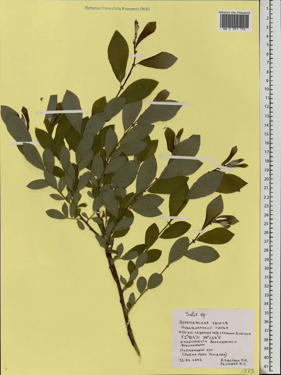 Salix, Eastern Europe, Central forest-and-steppe region (E6) (Russia)