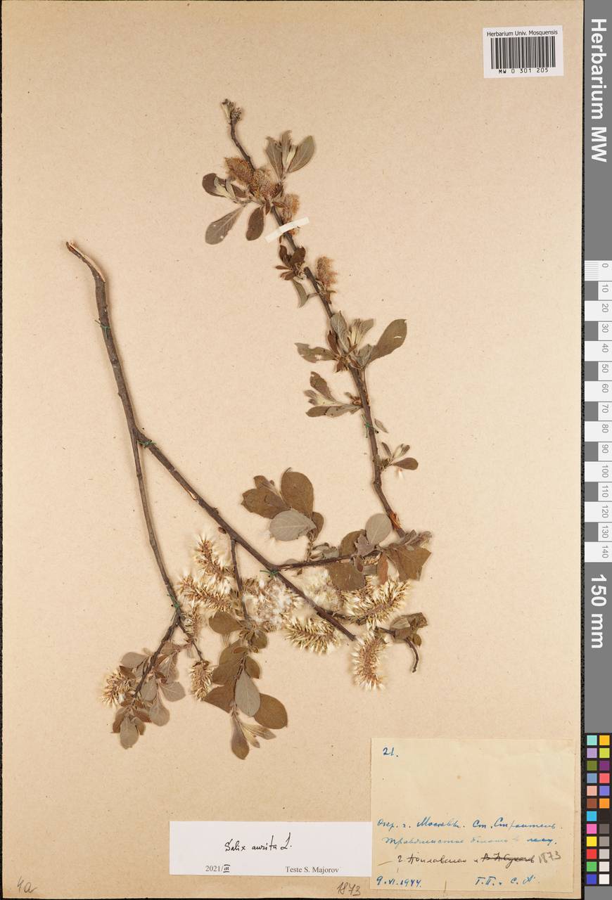 Salix aurita L., Eastern Europe, Moscow region (E4a) (Russia)