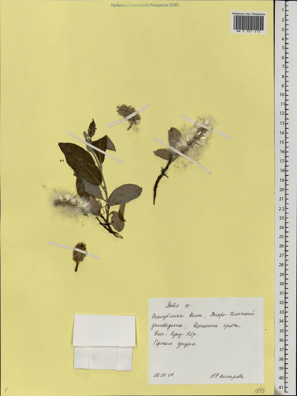 Salix, Eastern Europe, Northern region (E1) (Russia)