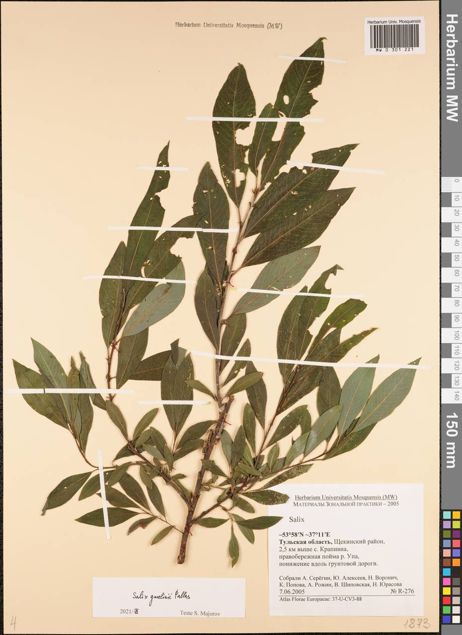 Salix gmelinii Pall., Eastern Europe, Central region (E4) (Russia)