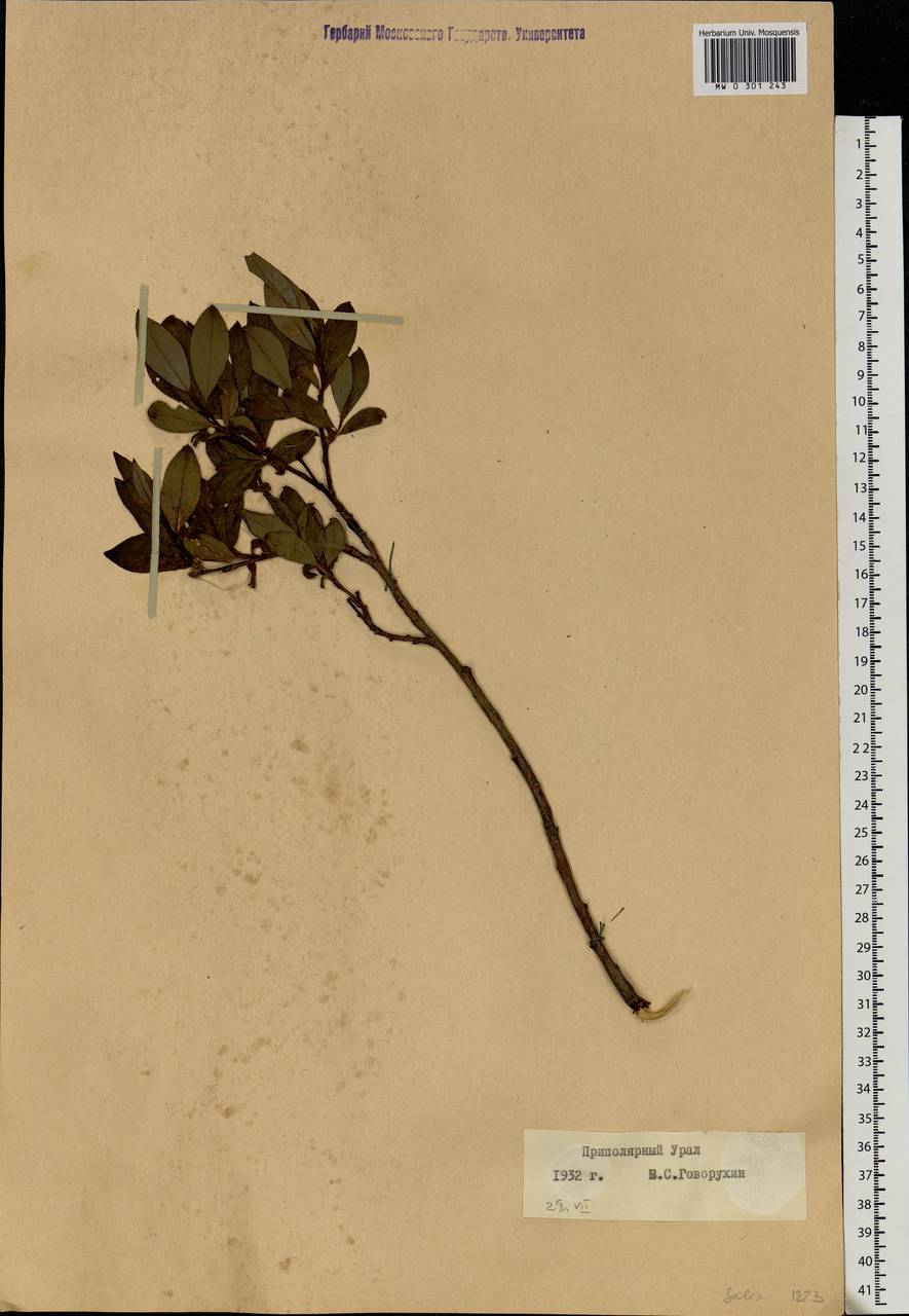 Salix, Siberia, Western Siberia (S1) (Russia)