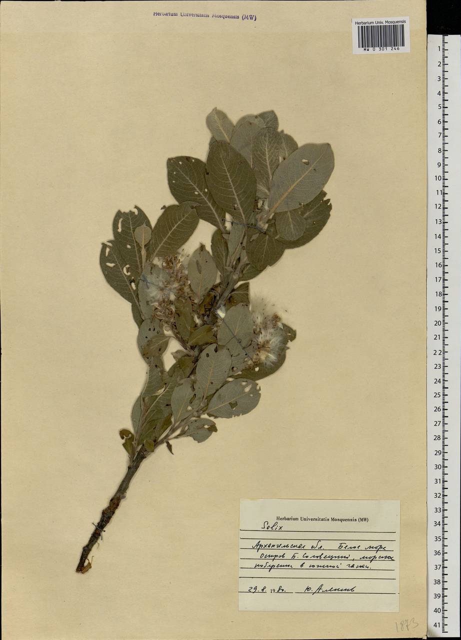 Salix, Eastern Europe, Northern region (E1) (Russia)