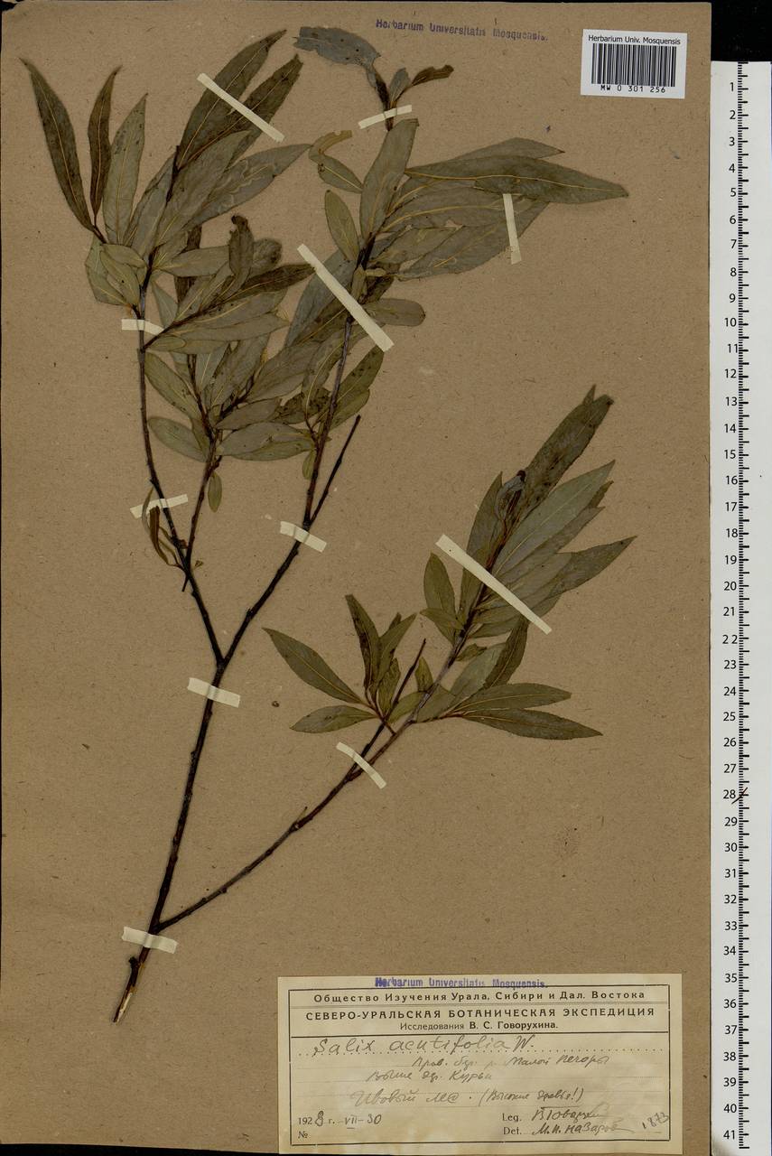 Salix acutifolia Willd., Eastern Europe, Northern region (E1) (Russia)