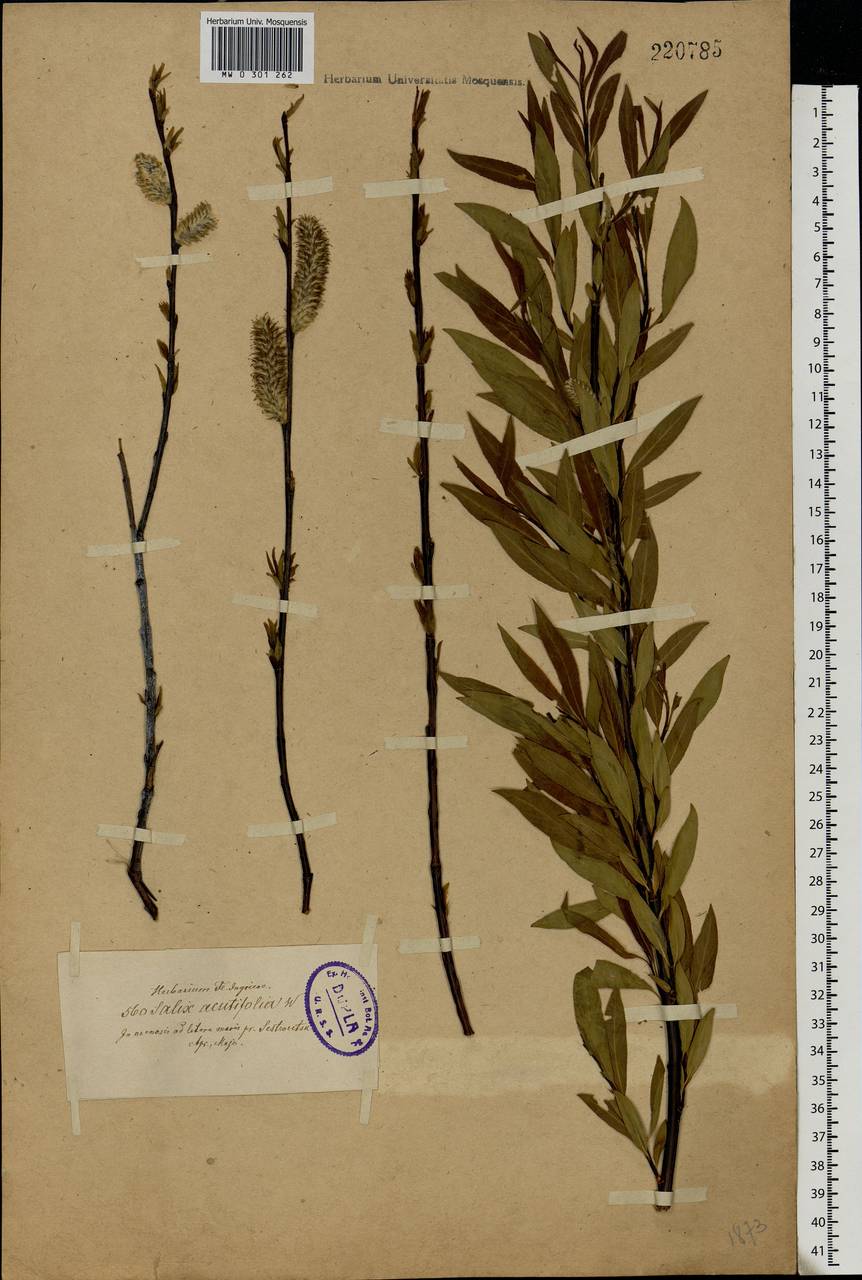 Salix acutifolia Willd., Eastern Europe, North-Western region (E2) (Russia)