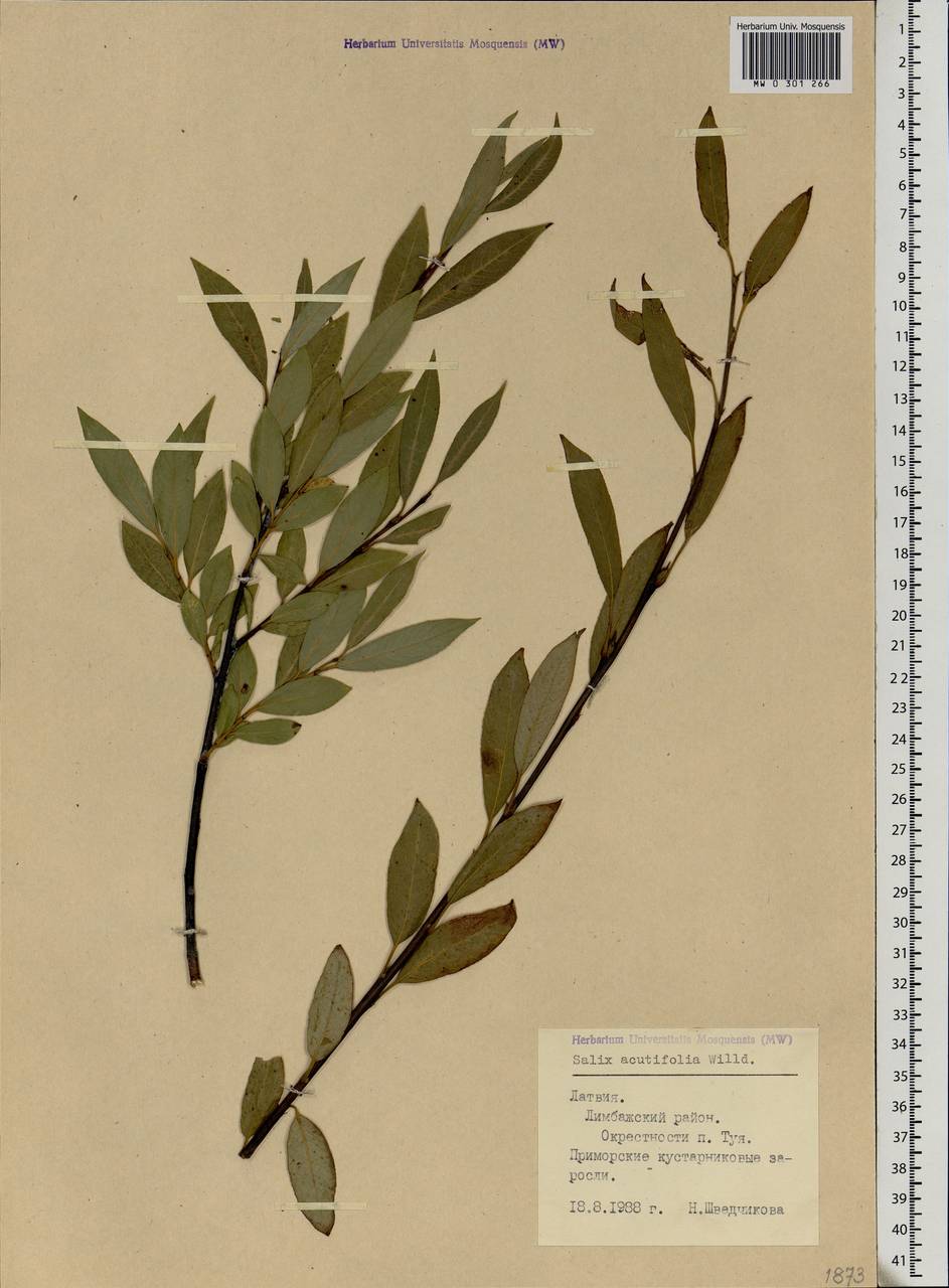 Salix acutifolia Willd., Eastern Europe, Latvia (E2b) (Latvia)