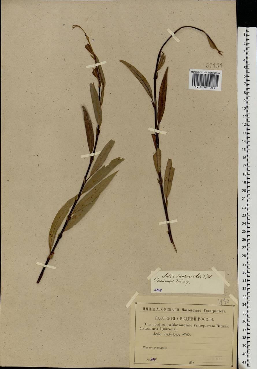 Salix acutifolia Willd., Eastern Europe, Western region (E3) (Russia)