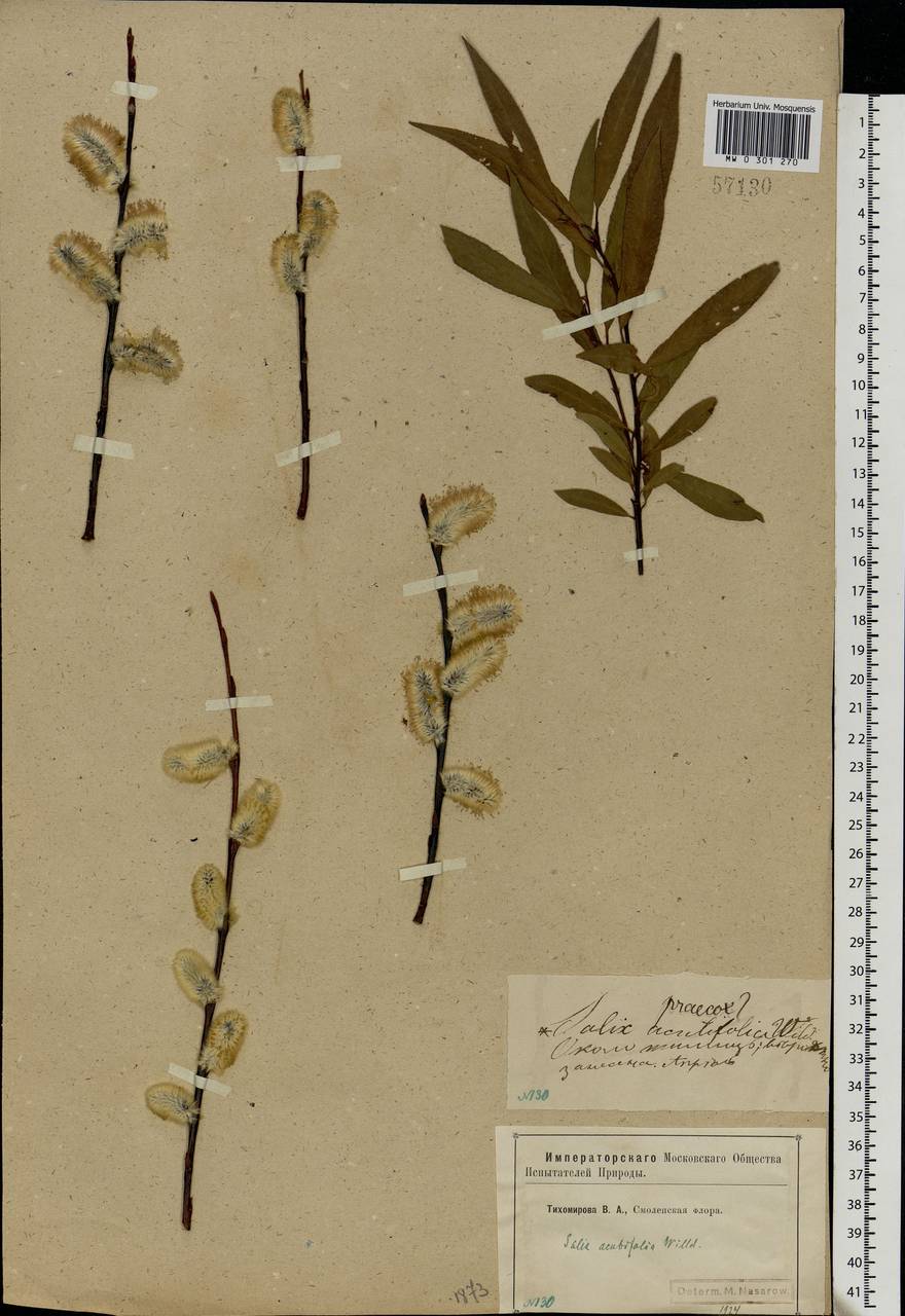 Salix acutifolia Willd., Eastern Europe, Western region (E3) (Russia)