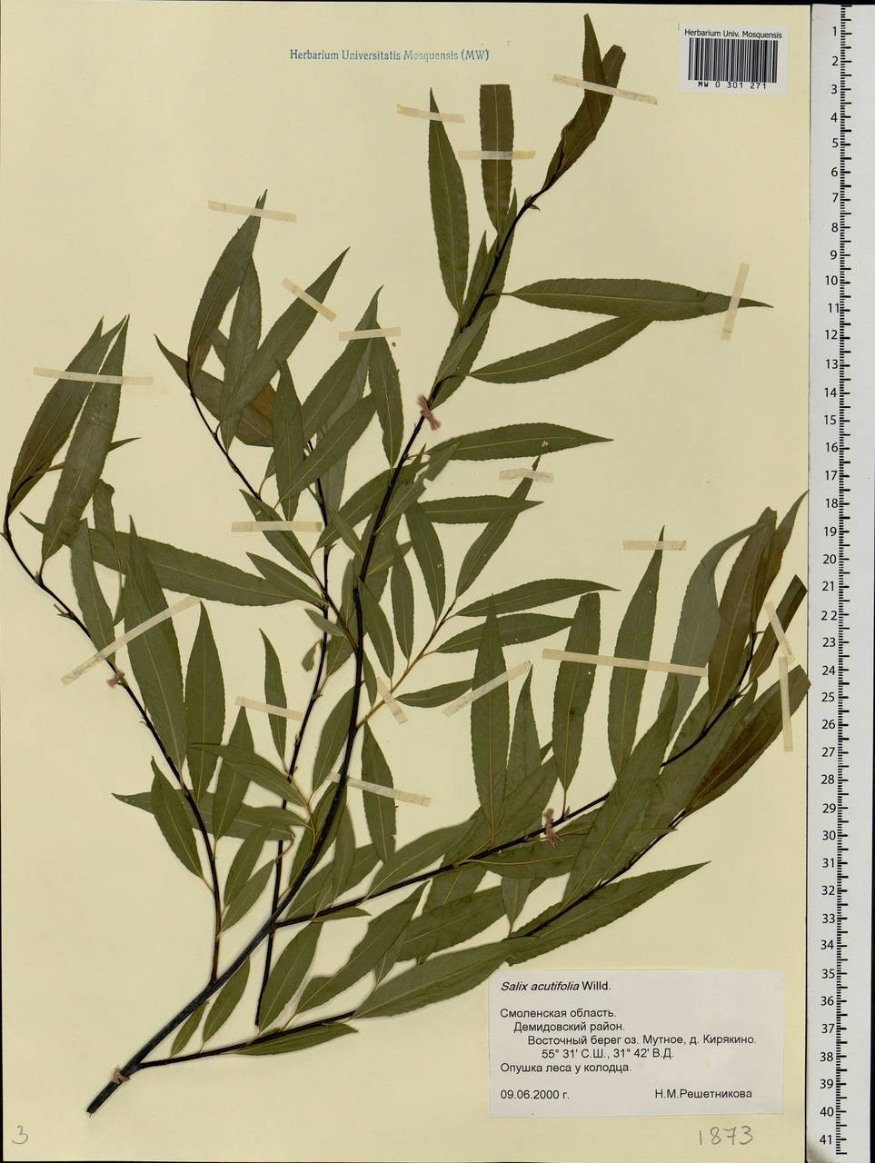Salix acutifolia Willd., Eastern Europe, Western region (E3) (Russia)