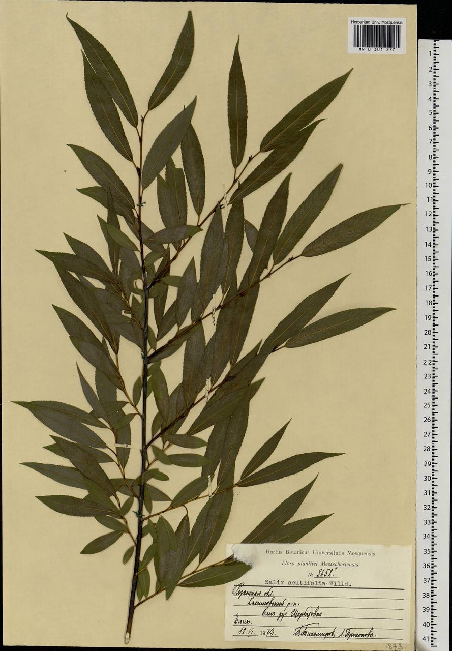 Salix acutifolia Willd., Eastern Europe, Central region (E4) (Russia)