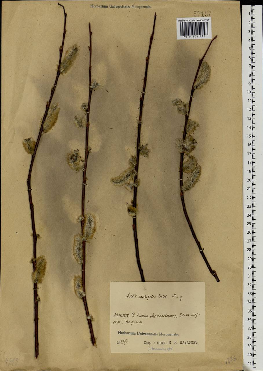 Salix acutifolia Willd., Eastern Europe, Central region (E4) (Russia)