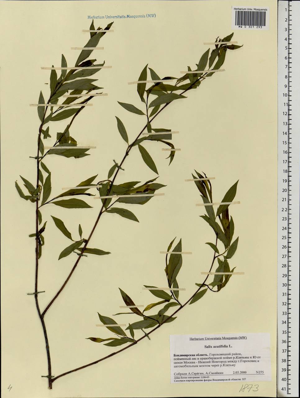 Salix acutifolia Willd., Eastern Europe, Central region (E4) (Russia)