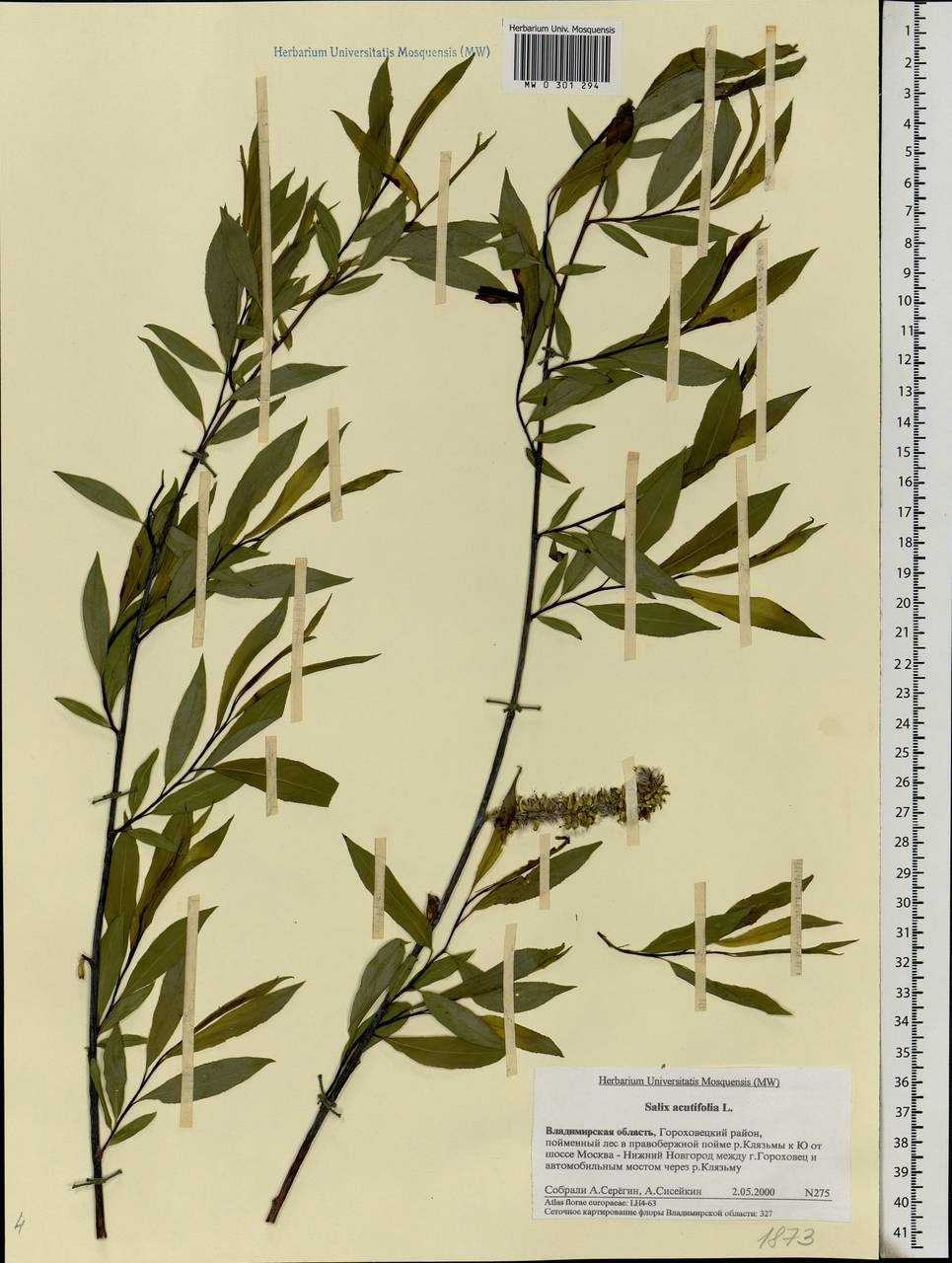 Salix acutifolia Willd., Eastern Europe, Central region (E4) (Russia)